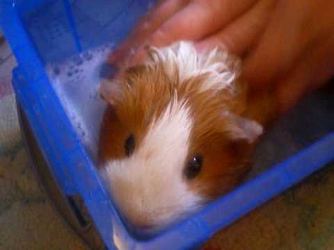 Bathing Amber the Guinea