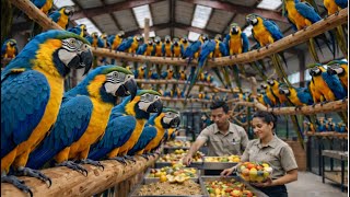 Inside A Mive Blue-And-D Macaw Mega Farm From Chick To Giant Parrot