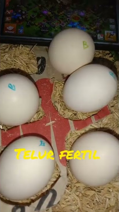 NETASIN TELUR AYAM BELI DI ONLINE SHOP kira kira bisa menetas GK ya ?