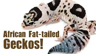 AFRICAN FATTAILED GECKOS! Care, breeding and morphs!