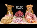 Asmr mukbang pitbull eating raw foods