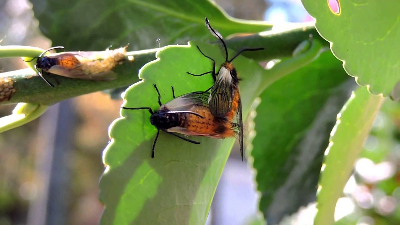 Capital Naturalist: Euonymus Leaf Notcher Moths