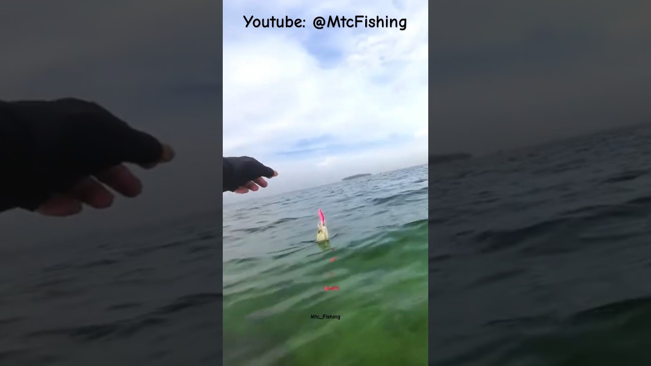 The Most Effective Bait for Squid Fishing in the Sea 