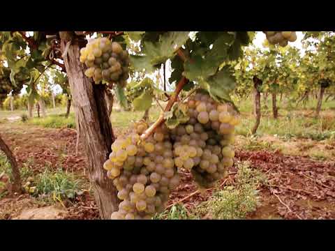 Video: Aký je biblický význam viniča?