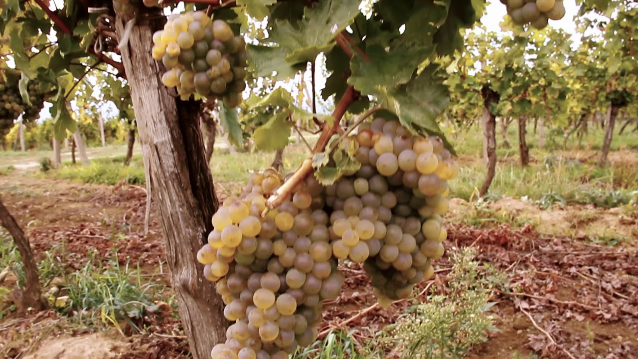 Príbehy viníc Viničné