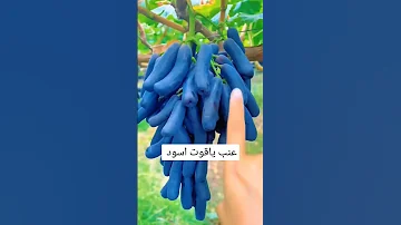 عنب ياقوت اسود من اجمل عنب في العالم متوفر في كوردستان عراق 