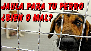 ¿12 horas en una jaula es demasiado tiempo para un perro?