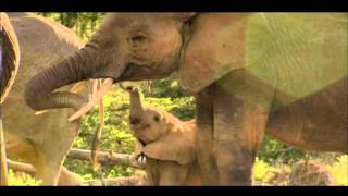 Elephant Double Feature - Houstonpbs