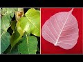 PEEPAL LEAF SKELETON || AMAZING HACK OF PEEPAL LEAF || HOW TO MAKE LEAF SKELETON WITHOUT CHEMICALS