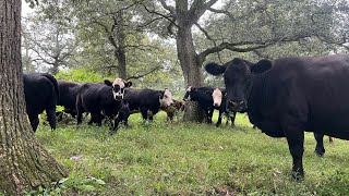 Tagging and turning out replacement heifers with the new herd bull IH