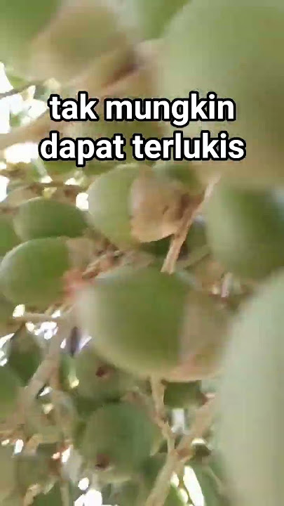 takkan berpaling dariMu #shortsvideo