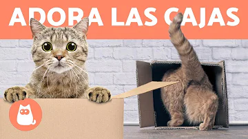 ¿Por qué a los gatos les gustan las cajas demasiado pequeñas?