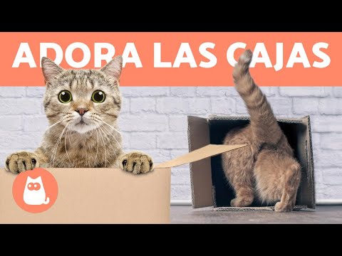 Video: Por Qué A Los Gatos Les Encanta Sentarse En Cajas