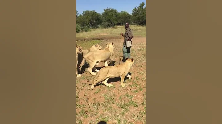 Our walk with the Lions in South Africa | Leanne G...