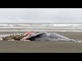 More 'heartbreaking' whale deaths in Washington