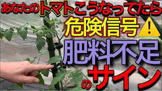 トマトの追肥のタイミング、肥料不足、肥料過多のサインを見分け大量収穫