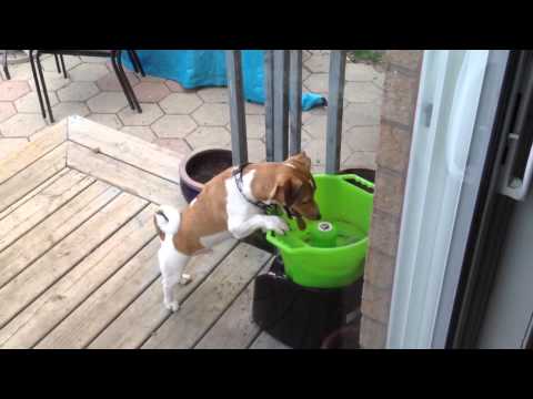 jack-russell---turbo-and-his-godoggo-ball-launcher