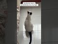 #cat #cats #catshorts #catvideos #catmemes #meme #memes #viral #gato #gatos #pet #pets #petlover