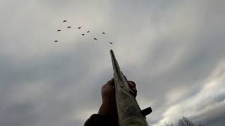 Field Goose Hunt