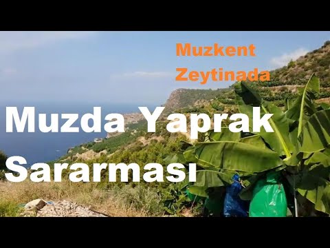 Video: Muz Ağacı Sorunları - Muz Ağacı Böcekleri ve Hastalıkları Hakkında Ne Yapmalı