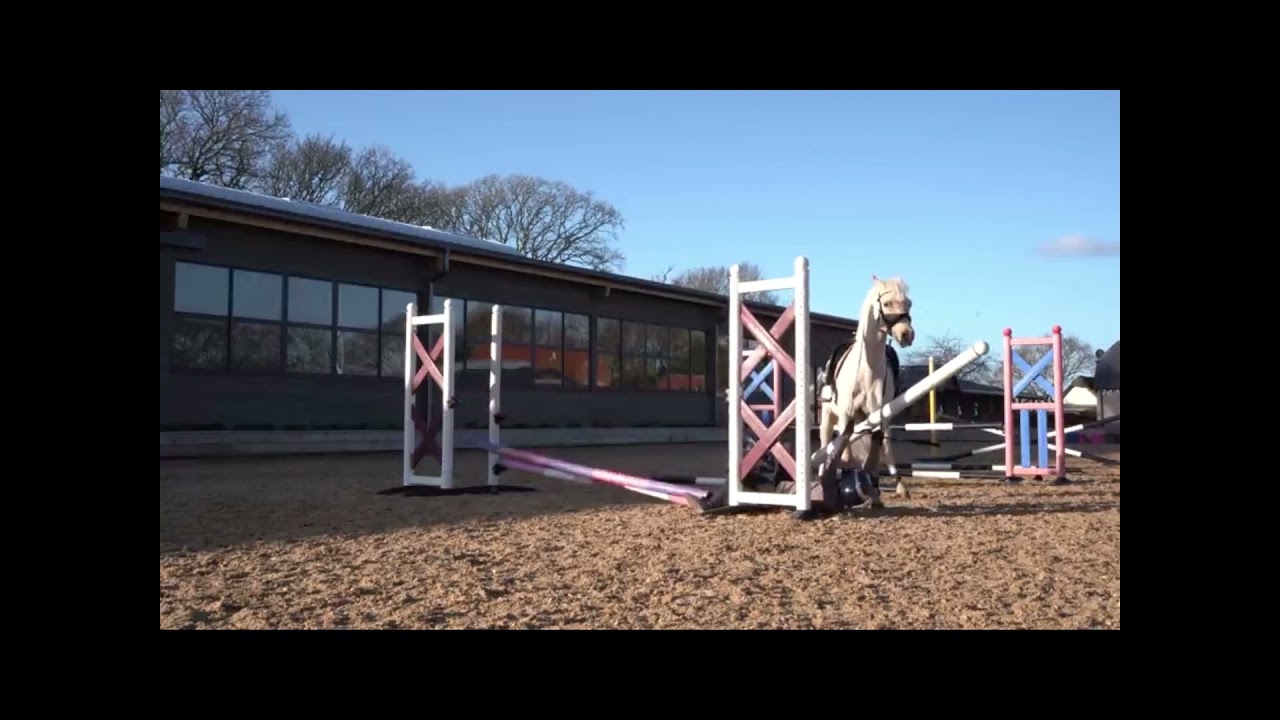 Harlow and popcorn edit|equine stuff