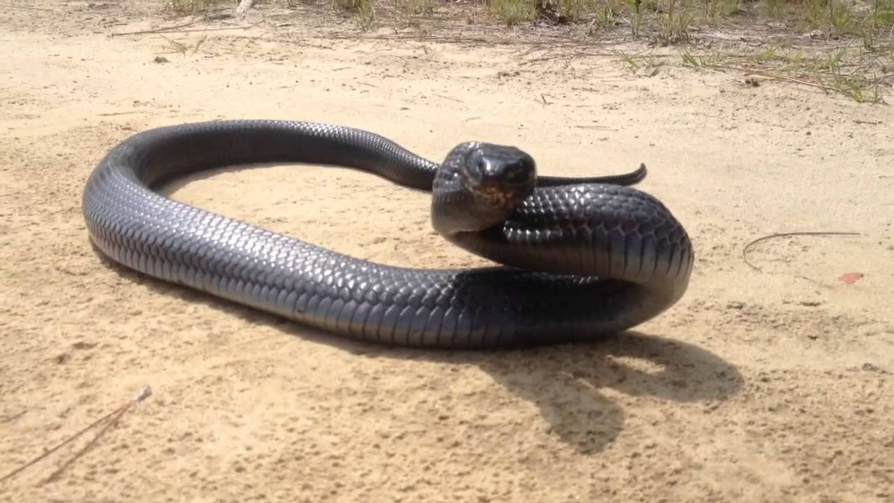 Eastern Indigo Snake