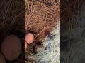 Утка на яйцах