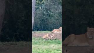 Playing lion cubs #nature #animals #lions #baby