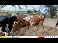 Lote de 20 Novillas Jersey y Holstein Negro y Holstein Rojo-El Salvador en el Campo