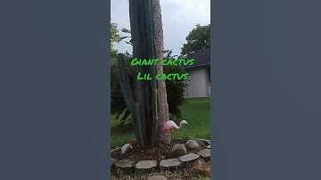 giant cactus