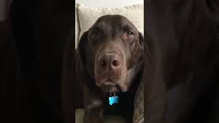 SASSY LUCUS, WAIT UNTILL THE END #cute #dog #animals #funny #adorable #relatable #nice