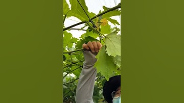 grapes 🍇 vine branches bending process #satisfying #pruning #farming #agriculture
