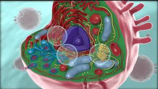 Inatreq Active ModeOfAction