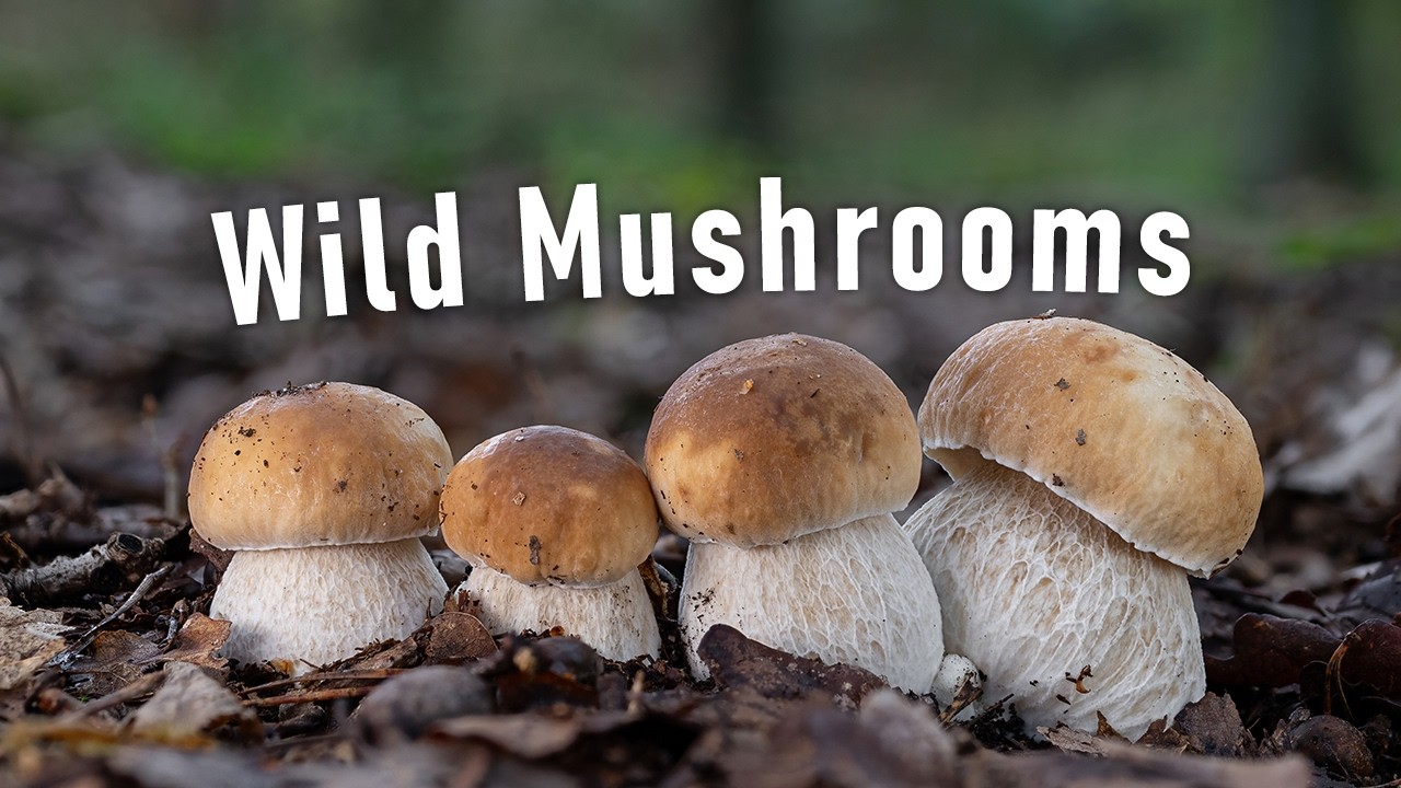 Грибная охота | Октябрь 2024 г. | Множество съедобных лесных грибов | Белый гриб | Белые грибы