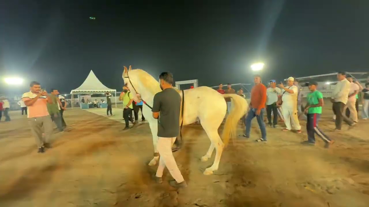 Horse show surat 2026 