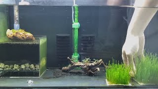 How to Maintain My Shrimp Tank