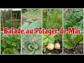 Balade au potager fin mai 2024