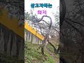 소나무의 살고자하는 의지#태양의후예#다시너를