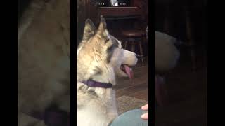 Husky Sticking Out Tongue 😋 (Funny)😂 #Shorts | SimSkeleton