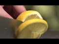 Le citron un miracle contre le cancer