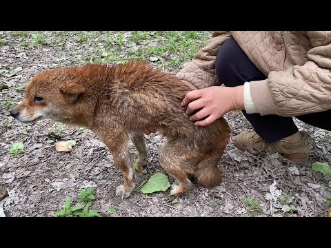 Video: Pora priima paskutinį šunį, paliktą prieglaudoje, neįgalų vokiečių aviganį
