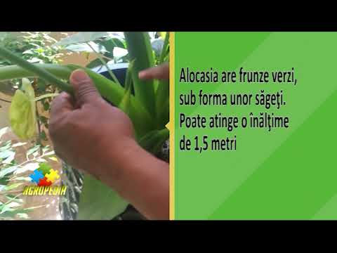 Video: Cele Mai Bune Plante De Interior Cu Bractee Luminoase. Lista Numelor Cu Fotografii - Pagina 6 Din 6