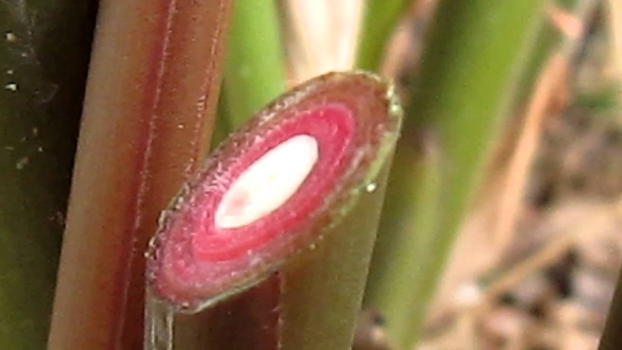 Watch a plant grow in seconds! (2) - YouTube