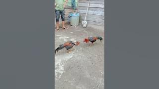 Pakhoy dan pamangon 🔥 #ayam #pamangon #fypシ゚viral #rooster #chicken #ayamaseel #ayamulu #thairooster