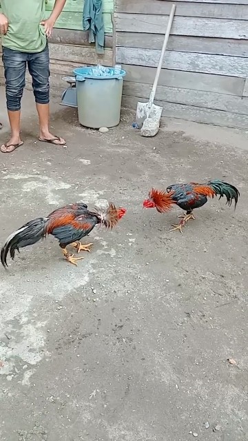 Pakhoy dan pamangon 🔥 #ayam #pamangon #fypシ゚viral #rooster #chicken #ayamaseel #ayamulu #thairooster