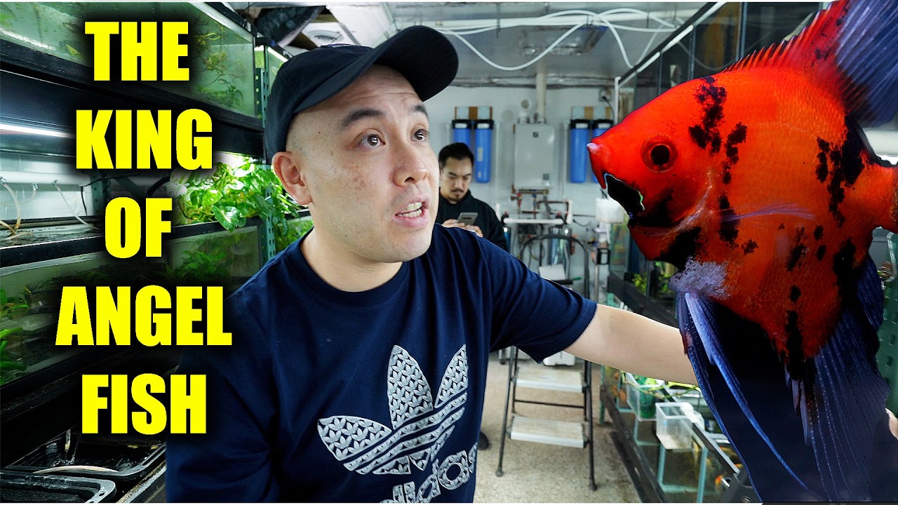 THE BEST ANGELFISH HATCHERY I HAVE EVER SEEN! – the king of diy