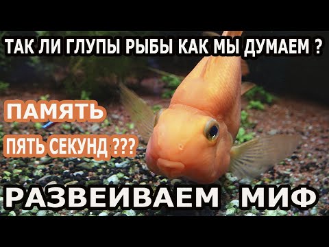Так ли рыбы глупы как думают многие ? Развеиваем миф.
