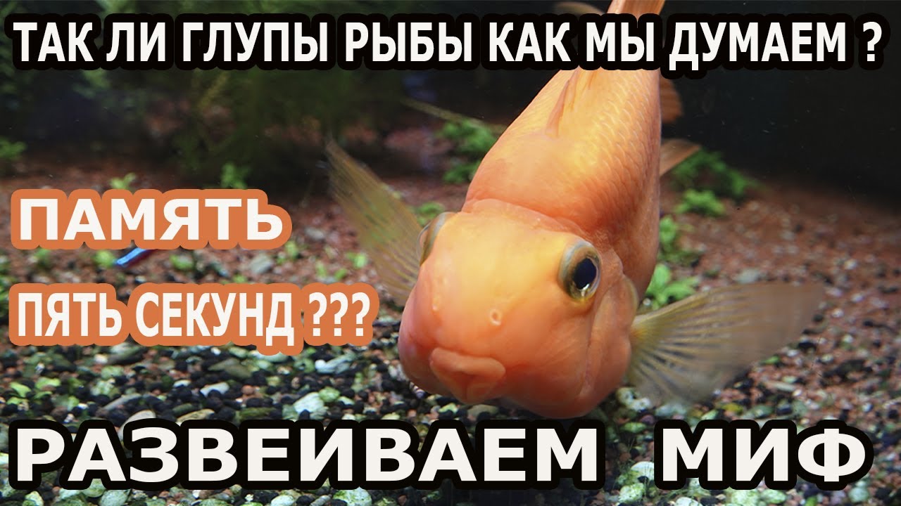 У людей память как у рыбки. Самая умная рыба. Рыбка глупи. Глупая рыба. Память рыбки 3 секунды.