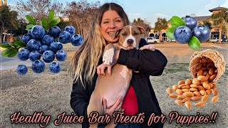 PUPPIES HAVE A DATE at the JUICE BAR ! by Tawny Antle 8,080 views 1 year ago 11 minutes, 57 seconds