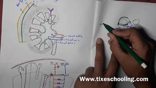 Coverings of kidney | Anatomy